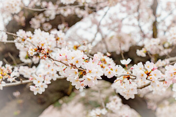 桜、桜の木、桜並木、千鳥ヶ淵、花見