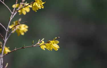 yellow flowers in the park