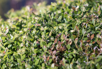 Bee in green grass. close-up