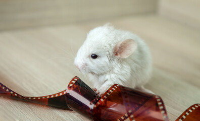 Our little white chinchilla head looks, retro film for photos, portrait