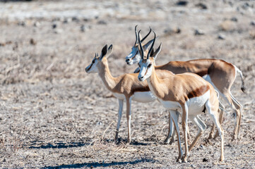 Closeup of a herd of Impalas - Aepyceros melampus- grazing on the plains of Etosha National Park, Namibia.