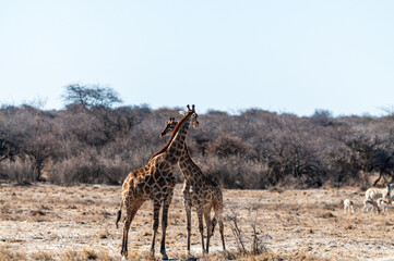 Obraz premium Two Angolan Giraffe - Giraffa giraffa angolensis- standing on the planes of Etosha National Park, Namibia.
