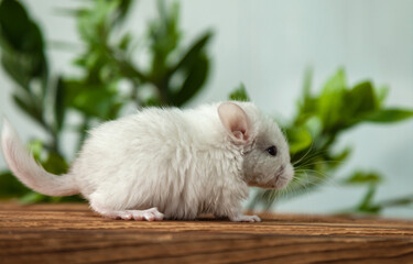 Our little white chinchilla looks ahead, portrait