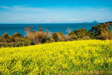 長崎鼻の菜の花