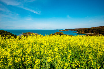 長崎鼻の菜の花
