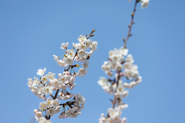 Cherry blossom trees in full bloom on a sunny day