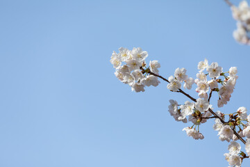 Cherry blossom trees in full bloom on a sunny day