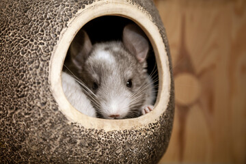 Our little white chinchilla with gray head looking at the camera, looking out from the house