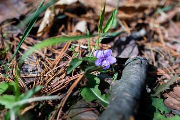 purple flowers in the park