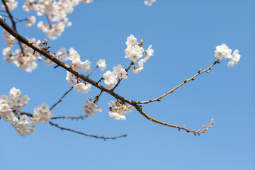 Cherry blossom trees in full bloom on a sunny day
