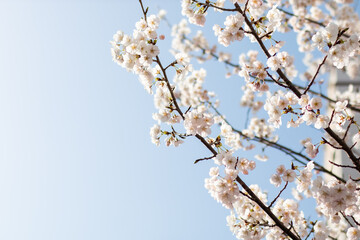 Cherry blossom trees in full bloom on a sunny day