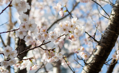 Cherry blossom trees in full bloom on a sunny day