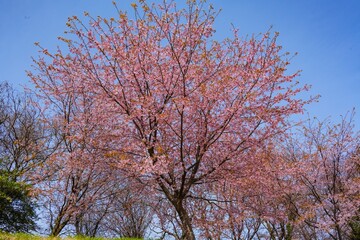 風土記の丘の寒桜