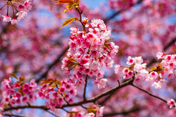 風土記の丘の寒桜