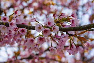 風土記の丘の寒桜