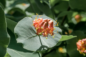 Goat-leaf Honeysuckle (Lonicera caprifolium) in garden - obrazy, fototapety, plakaty