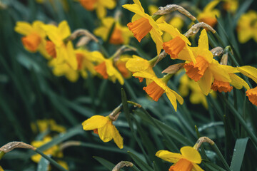 Closeup flowers in the sunlight