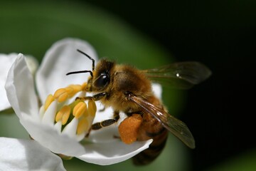 abeille du jardin 13