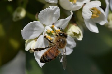 abeille du jardin 12