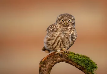 Zelfklevend Fotobehang Little owl ( Actene noctua ) close up © Piotr Krzeslak
