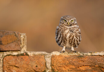 Little owl ( Actene noctua ) close up