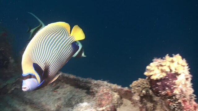 Colorful Regal Angelfish swimming over shipwreck