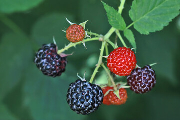 Cumberland black raspberry plant (Rubus occidentalis) with a small bunch of black berries. The picture was taken at a time when not all the berries are ripe yet.