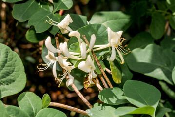 Obraz premium Western White Honeysuckle (Lonicera albiflora) in garden
