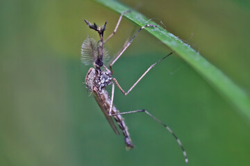 Mosquito (male) resting on the grass. Male and female mosquitoes feed on nectar and plant juices, but many species of mosquitoes can suck the blood of animals.