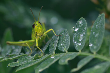A small grasshopper sits in the early morning on the grass, covered with dew drops.
Dew drops on the grass in the early morning create a unique picture of peace and quiet.
