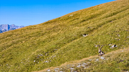Mountain goat on an alpine meadow in the Hochschwab region in Styria, Austria. Alps in Europe....