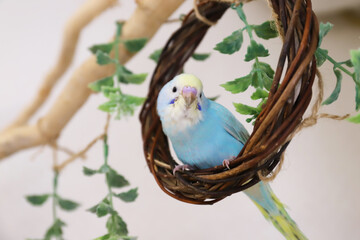 セキセインコ　パステルレインボー　幼鳥
