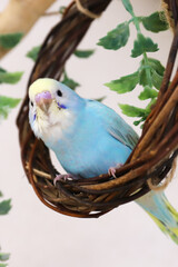 セキセインコ　パステルレインボー　幼鳥