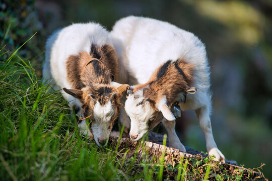 Two goats eat