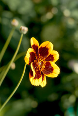 Burridges Greenthread (Cosmidium burridgeanum) in garden