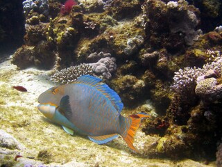 Fototapeta na wymiar Parrot fish