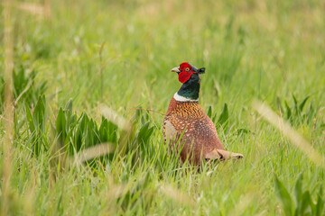 pheasant in the grass