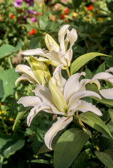 Double Oriental Hybrid Lily (Lilium hybridum) in garden