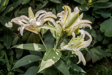 Double Oriental Hybrid Lily (Lilium hybridum) in garden