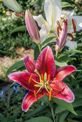Fototapeta premium Oriental Hybrid Lily (Lilium hybridum) in garden