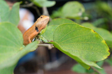 Chameleon Thai reptile on the branch of Butterfly Tree . Tree lizard to see the victim with isolated white background.