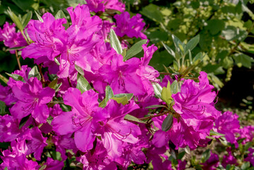 Kurume Azalea 'Blue Danube' (Rhododendron Malvaticum x Rhododendron kaempferi) in garden