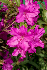 Fototapeta na wymiar Kurume Azalea 'Blue Danube' (Rhododendron Malvaticum x Rhododendron kaempferi) in garden