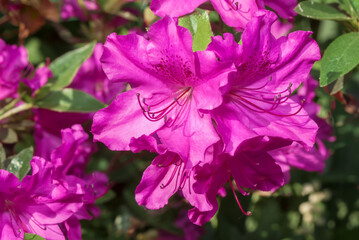 Kurume Azalea 'Blue Danube' (Rhododendron Malvaticum x Rhododendron kaempferi) in garden