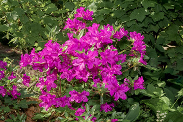 Fototapeta na wymiar Kurume Azalea 'Blue Danube' (Rhododendron Malvaticum x Rhododendron kaempferi) in garden