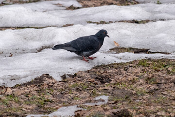 portrait of a common pigeon, spring day, the snow has almost melted, the pigeon is walking along the asphalt path from left to right