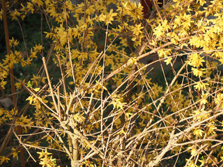 forsythia sc. name Forsythia intermedia tree