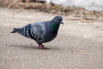 portrait of a common pigeon, spring day, the snow has almost melted, the pigeon is walking along the asphalt path from left to right