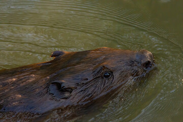  swimming beaver closeup