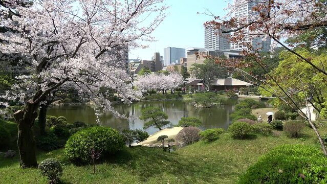 桜が満開に咲いた日本庭園 4K  2019年4月 広島 縮景園にて撮影